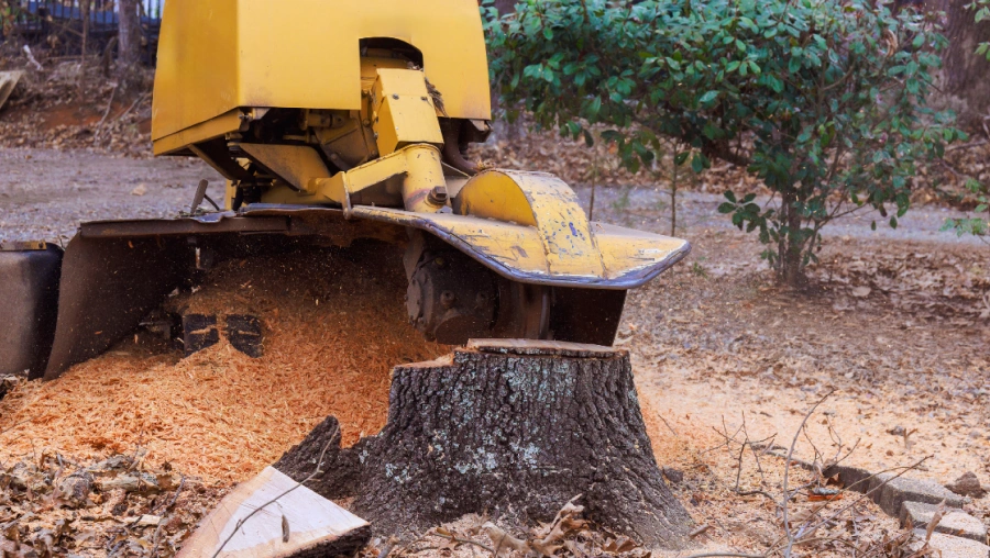 6 Stump Removal Services